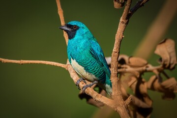 Swallow Tanager (Tersina viridis)