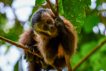 Black-horned capuchin (Sapajus nigritus)