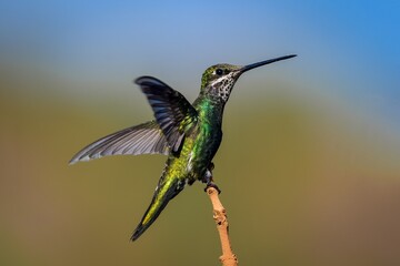 Stripe-breasted Starthroat (Heliomaster Squamosus)