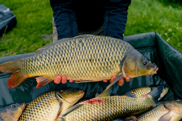 close-up of a professional fisherman holding a carp on the bank of a river fishing in reservoirs a...