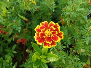 French Marigold , flower background , Marigold Flower 
