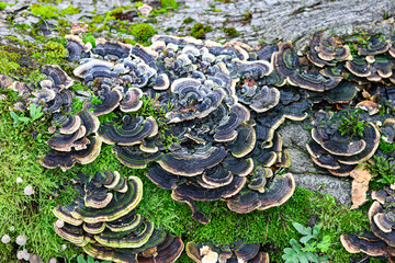 Mushrooms on the trunk of a tree. Selective focus.