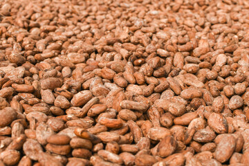 Drying cocoa beans (DRYING)
Another important step that affects the flavor development of the seeds is drying. When the seeds are dried The moisture in the seeds will decrease. 