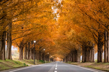 滋賀県高島市にある「マキノ高原メタセコイア並木」。
新緑や紅葉時期が見頃。琵琶湖ドライブの際はぜひ寄ってください。観光旅行の目的地にもどうぞ。