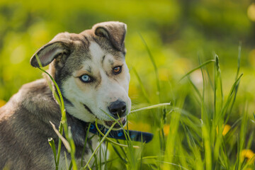 Portrait of a husky dog in nature