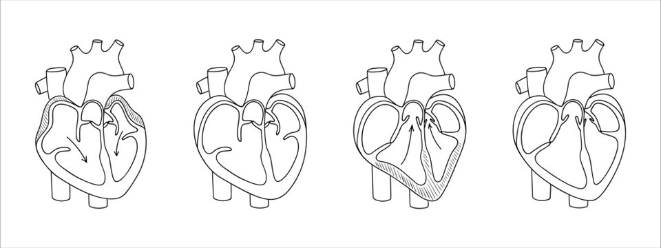 Heart valves. Function of the heart valve. illustration in linear style