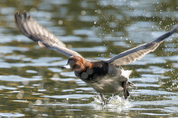 飛ぶホシハジロ