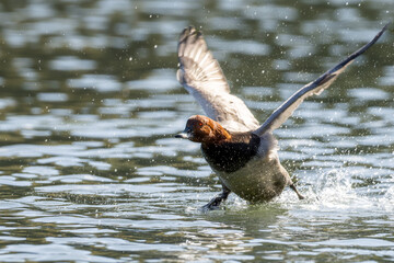 飛ぶホシハジロ