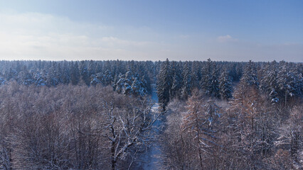 White pine trees forest aerial top view in icy and snowy winter close to Munich