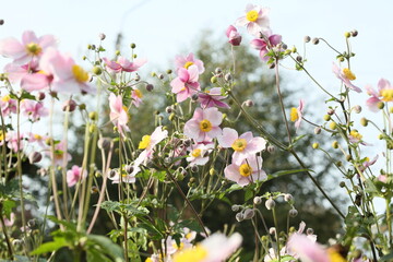 Obraz na płótnie Canvas Beautiful blossoming Japanese anemone flowers in summer garden.