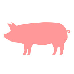 pig