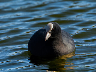 池を泳ぐオオバン