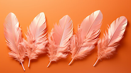 feather on white background HD 8K wallpaper Stock Photographic Image 