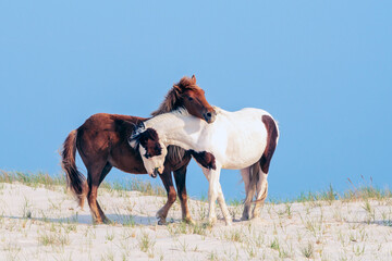Horse Love - A pair of wild ponies cuddling on a sand dune at the Assateague National Seashore.