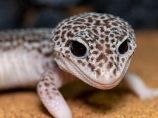 ヒョウモントカゲモドキ