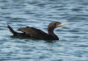 Socotra cormorant in breeding plumage at Busaiteen coast of  Bahrain