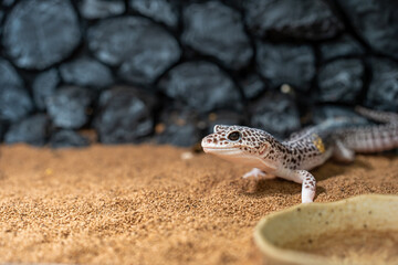 ヒョウモントカゲモドキ