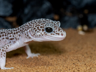 ヒョウモントカゲモドキ