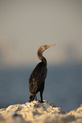 Socotra cormorants at Busaiteen coast, Bahrain