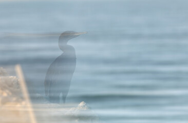 Socotra cormorant taken by panning technique at Busaiteen coast, Bahrain