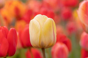 Tulpen, gelbe Tulpe in rotem Blummenbeet