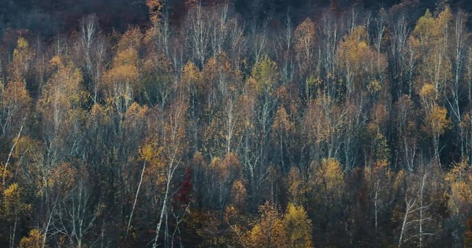 Autumn aerial photography of tree line. Autumn forest panorama