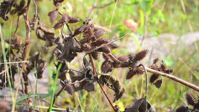 Xanthium strumarium (rough cocklebur, clotbur, common cocklebur, large cocklebur, woolgarie bur).This plant has many medicinal properties