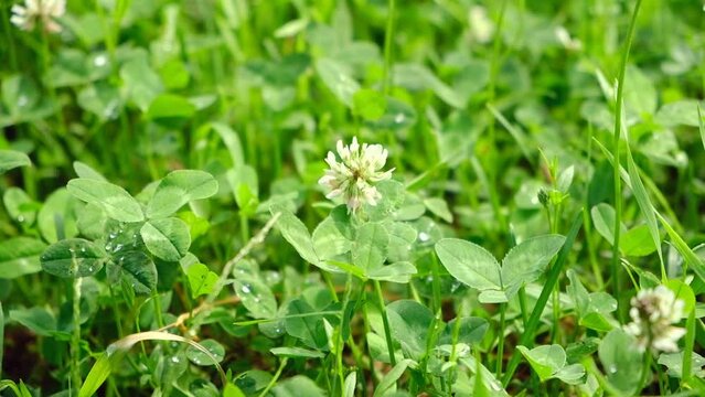Trifolium pratense, the white clover in the meadow. White-flowered clover and Poa annua, or annual meadow grass on the lawn in summer sunlight. Web banner.