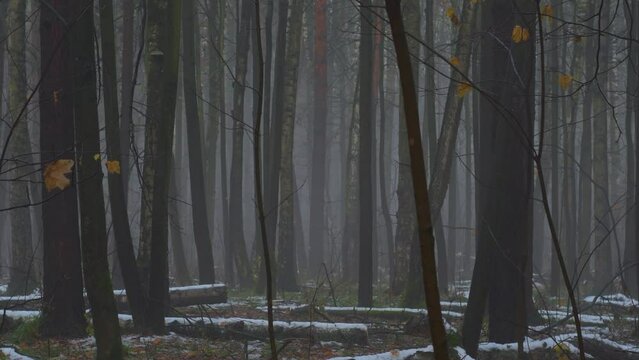 Bare tree trunks in the autumn forest. Mysterious fog in the early morning. Landscape with the first snow and fallen leaves.