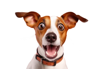  Studio portrait of funny and excited dog face shocked or surprised expression isolated on transparent png background. © TANATPON