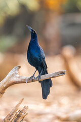 Great-tailed Grackle black bird in Costa Rica