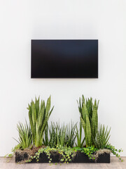 New modern digital television screen on a white wall with plants in front