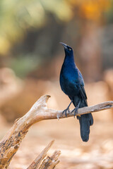 Great-tailed Grackle black bird in Costa Rica