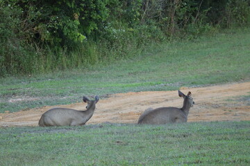 Two deer sitting on the grass in the big forest