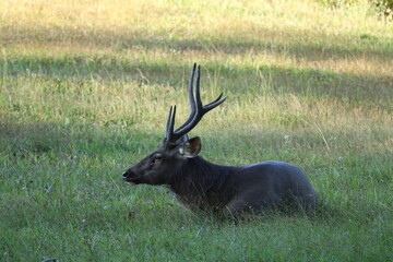 Naklejka na ściany i meble Side view of a garden antler deer sitting on the grass