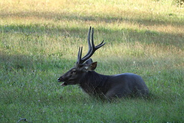 Side view of a garden antler deer sitting on the grass