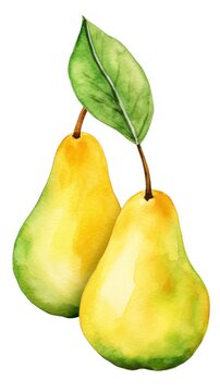 A painting of two pears on a white background