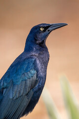 Great-tailed Grackle black bird in Costa Rica