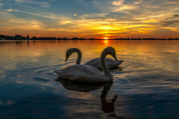 Two graceful swans pose during a colorful sunset over lake Zoetermeerse Plas, Netherlands