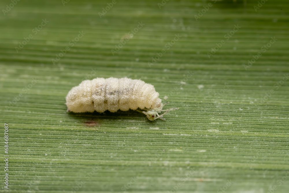 Wall mural syrphid larva prey on aphids on the leaves of wild plants