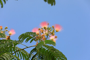 silk tree Under the background of blue sky and white clouds, North China