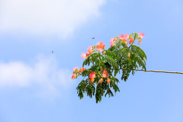 silk tree Under the background of blue sky and white clouds, North China