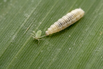 syrphid larva prey on aphids on the leaves of wild plants