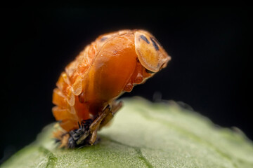 Ladybug pupae on wild plant leaves
