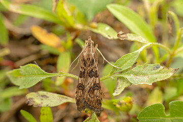 moths inhabiting on the leaves of wild plants