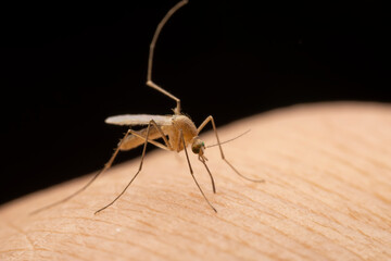 Mosquitoes suck blood on human skin