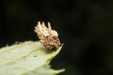 psychid inhabits the leaves of wild plants