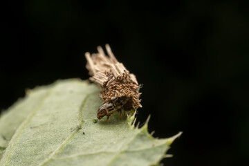 psychid inhabits the leaves of wild plants