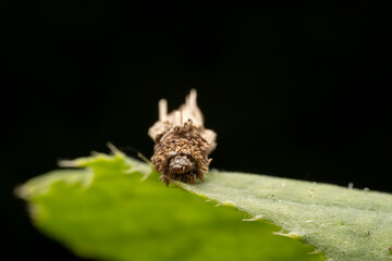 psychid inhabits the leaves of wild plants