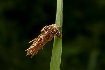 psychid inhabits the leaves of wild plants